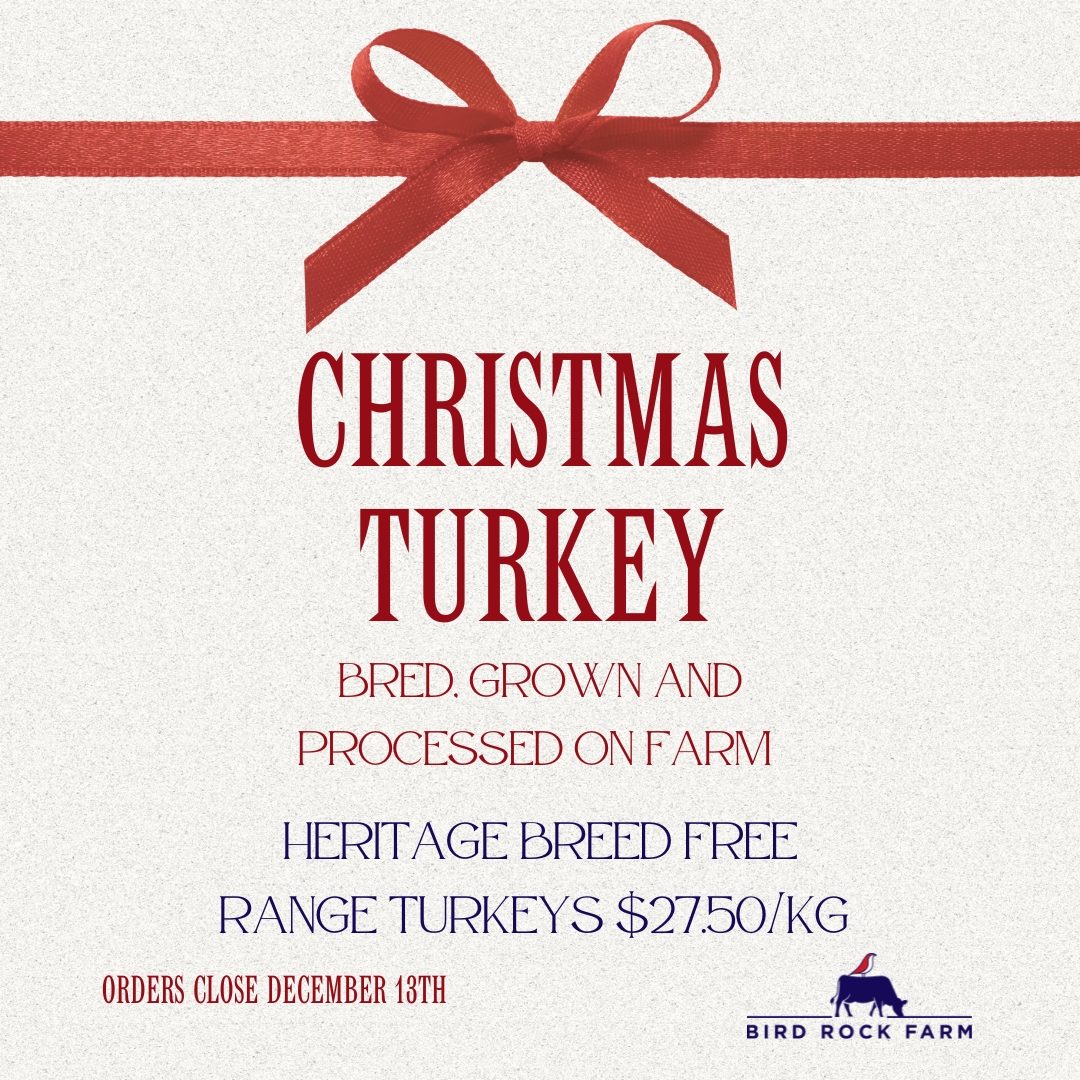 Christmas Turkey